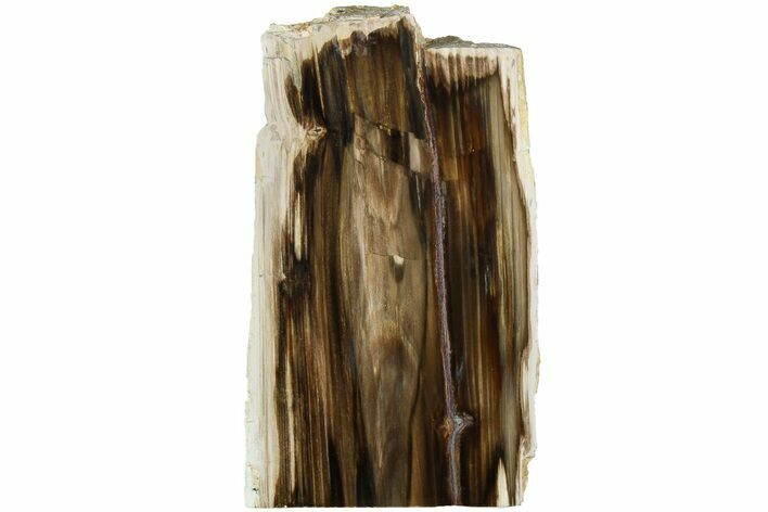 Polished, Petrified Wood (Metasequoia) Stand Up - Oregon #185153